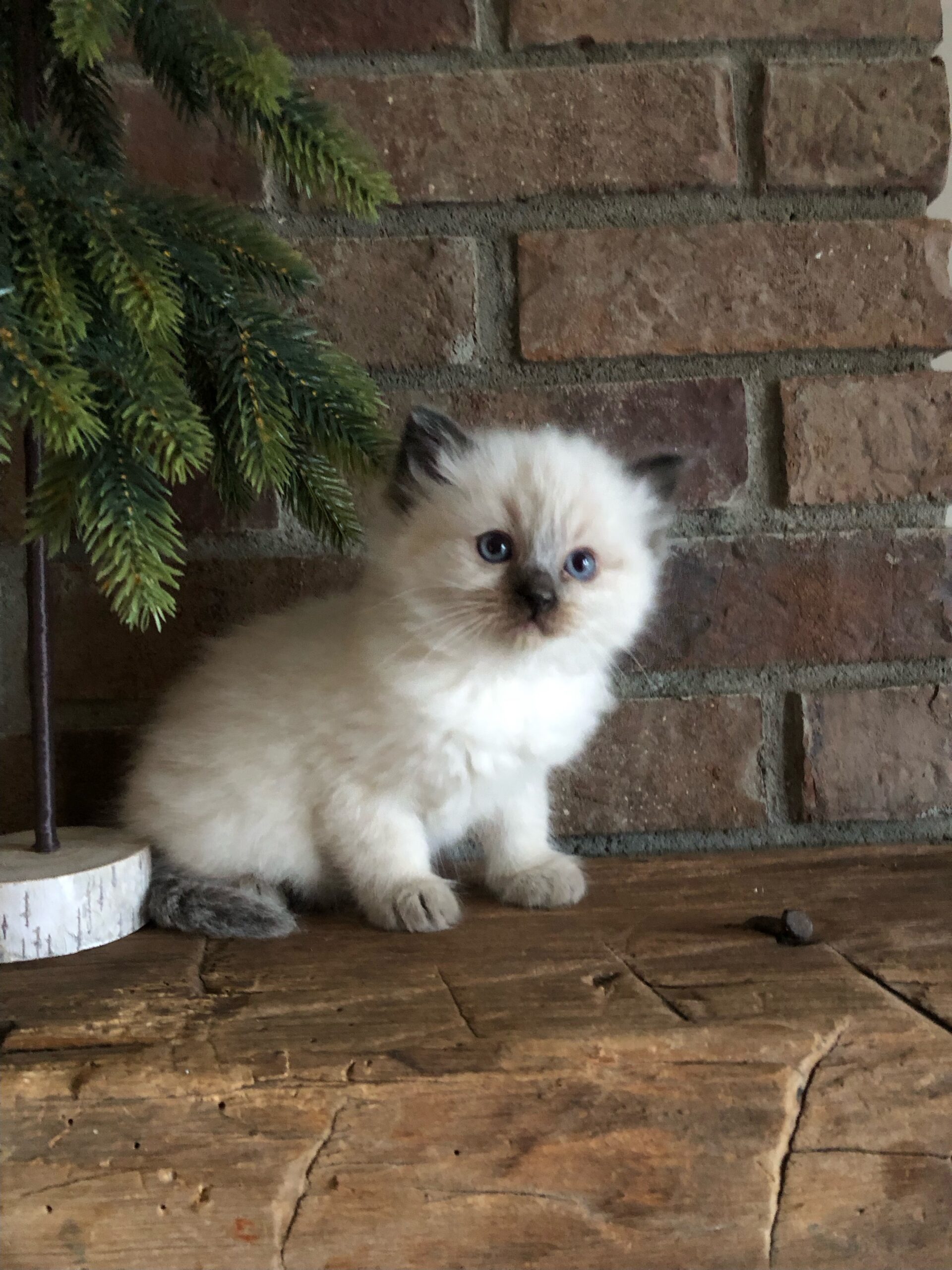 Services – HappyRidge Ragdolls